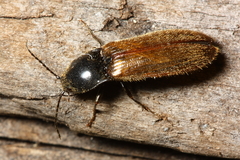 Hemicrepidius pallidipennis