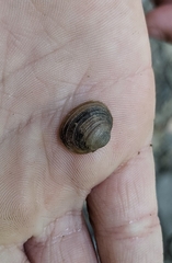 Sphaerium striatinum