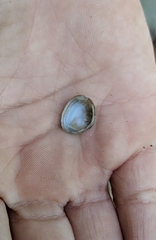 Sphaerium striatinum