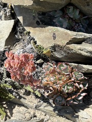 Sedum sanhedrinum