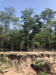 Gonopterodendron arboreum