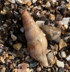 Ophiodermella inermis