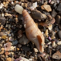 Ophiodermella inermis