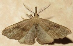 Phalaenostola metonalis