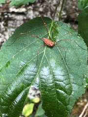 Leiobunum ventricosum