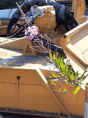 Chamaenerion angustifolium