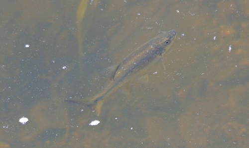 Columbia River dace (Ptychocheilus oregonensis) — Cyprinidae — 3