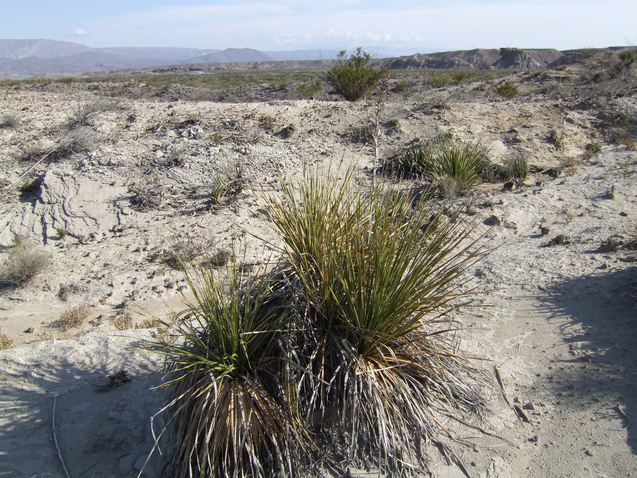 Smooth Sotol (Dasylirion leiophyllum) · iNaturalist