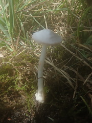 Volvariella pusilla