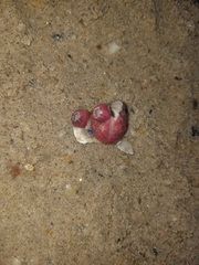 Megabalanus tintinnabulum