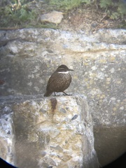 Cinclodes nigrofumosus