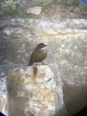 Cinclodes nigrofumosus