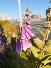Digitalis purpurea