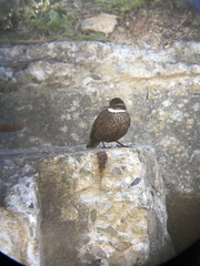 Cinclodes nigrofumosus