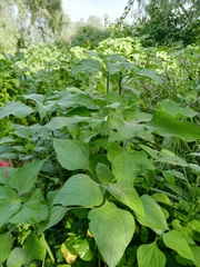 Tithonia tubaeformis