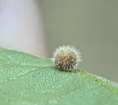 Caryomyia cilidolium