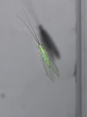 Ceraeochrysa lineaticornis