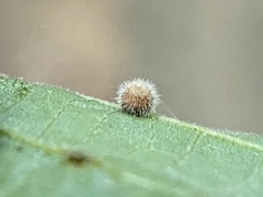 Caryomyia cilidolium