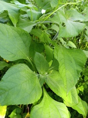 Tithonia tubaeformis