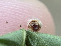 Caryomyia cilidolium