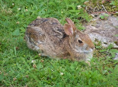 Sylvilagus obscurus