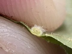 Caryomyia ansericollum