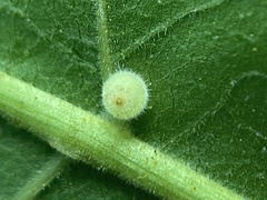 Caryomyia cilidolium