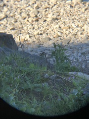 Troglodytes aedon chilensis