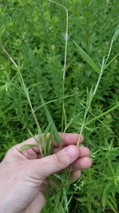 Dichanthelium lanuginosum