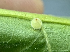 Caryomyia cilidolium