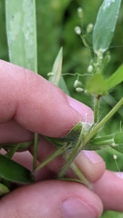 Dichanthelium lanuginosum