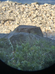 Troglodytes aedon chilensis