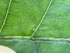 Caryomyia cilidolium