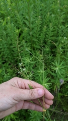 Dichanthelium lanuginosum