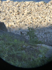 Troglodytes aedon chilensis