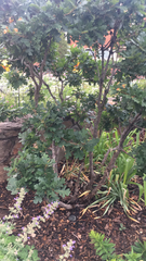 Quercus gambelii