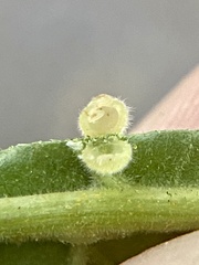 Caryomyia cilidolium