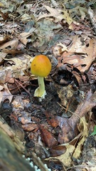 Amanita arkansana