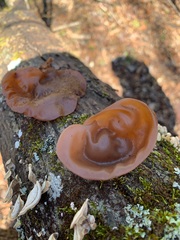 Auricularia angiospermarum