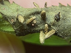Caryomyia striolata