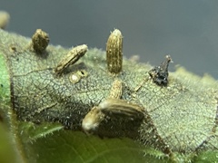 Caryomyia striolata