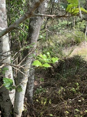 Alchornea ilicifolia