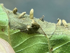 Caryomyia striolata