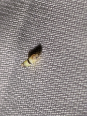 Empoa gillettei