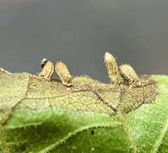 Caryomyia striolata