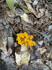 Craterellus odoratus