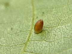 Caryomyia urnula
