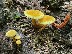 Cyptotrama chrysopepla