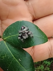 Phidippus bidentatus