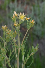 Mentzelia rusbyi